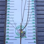 Slivka domáca (Prunus domestica) ´TOPTASTE´ - výška 150-170 cm, kont. C6L